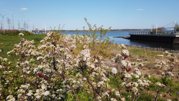 ステイプルトンウォーターフロントパーク stapleton waterfront park 3